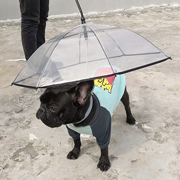 A Lesypet Dog Umbrella above a black French Bulldog wearing a blue leash and coat with cartoon french fries and a red box print 