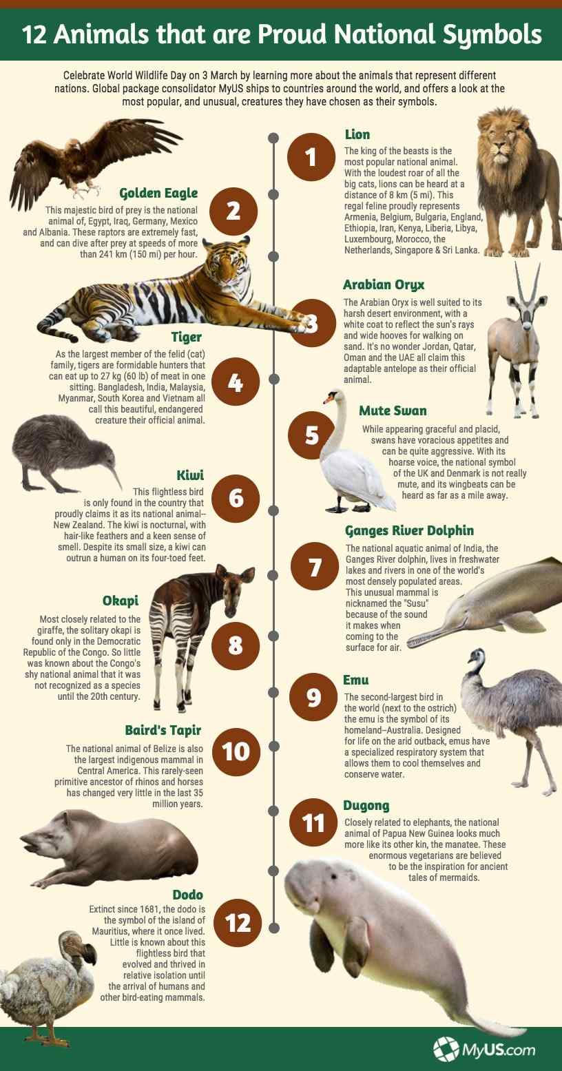 animal bird symbolism