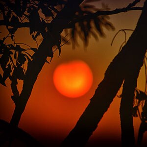 Orange sun through dark trees