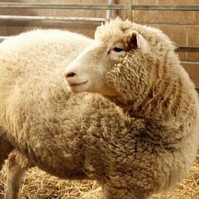 Dolly the Cloned Sheep