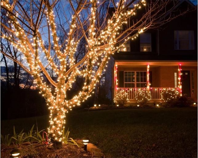 christmas lights on tree and bushes