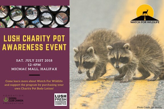 The 2018 poster of Lush’s Charity Pot Awareness Event showing the event information on the left and two raccoons on a highway to the right